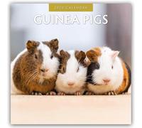 Guinea Pigs 2026 Square Wall Calendar