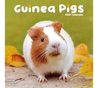 Guinea Pigs 2027 Calendar | Square Wall Calendar | Animal Gift | Plastic Free Packaging | by Avonside Publishing