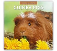 Guinea Pigs 2027 Square Wall Calendar