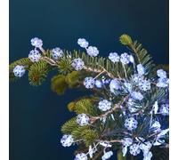 Guirlande lumineuse flocons blanc pur 2 m - 160 LED fixes - Timer 6h - Câble argent transparent - Fonctionne à piles - Usage intérieur IP20 - Blachere Illumination