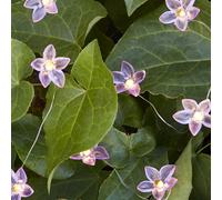 Guirlande Micro LED 20 Fleurs Violettes