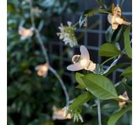 Lights4fun Guirlande Lumineuse Solaire 20 Abeilles LED pour Jardin