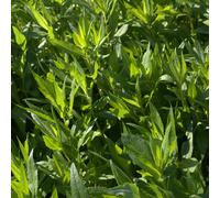 Guizotia d’Abyssinie (Guizotia abyssinica) 10 kg noug, culture dérobée, engrais vert