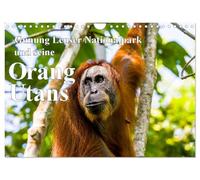 Gunung Leuser Nationalpark und seine Orang Utans (Wandkalender 2026 DIN A4 quer), CALVENDO Monatskalender: Orang-Utans in freier Wildbahn