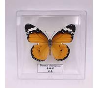 Guoyoocc Spécimen de Papillons,Taxidermie de Papillon Unique,Monde des Insectes de la Science de la Biologie,Boîte Transparente avec Coque en Acrylique,Ornement de Décoration d'intérieur