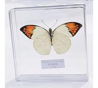 Guoyoocc Spécimen de Papillons,Taxidermie de Papillon Unique,Monde des Insectes de la Science de la Biologie,Boîte Transparente avec Coque en Acrylique,Ornement de Décoration d'intérieur