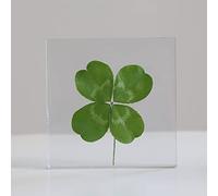 Guoyoocc Spécimen de Plante,Presse-papiers de trèfle à Quatre Feuilles,Spécimen de résine de Plante de Fleur véritable,Presse-papiers d'ornement Porte-Bonheur à la Maison,Science éducative