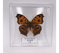 Guoyoocc Spécimen d'insecte Papillon Exquis,Vrai Papillon de Taxidermie,Monde des Insectes de la Science de la biologie,Boîte Transparente en Acrylique,Présentoir de Collection