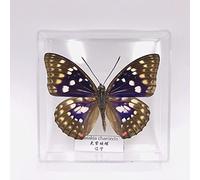 Guoyoocc Spécimen d'insecte Papillon Exquis,Vrai Papillon de Taxidermie,Monde des Insectes de la Science de la biologie,Boîte Transparente en Acrylique,Présentoir de Collection