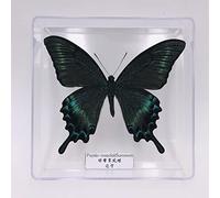 Guoyoocc Spécimen d'insecte Papillon Exquis,Vrai Papillon de Taxidermie,Monde des Insectes de la Science de la biologie,Boîte Transparente en Acrylique,Présentoir de Collection