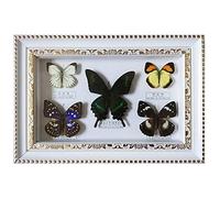 Guoyoocc Vrai Papillon De Taxidermie Monté sous Verre dans Un Cadre Fait Main en Bois,Couleurs AléAtoires De Papillons,Utilisé pour Les Cadeaux d'anniversaire,Objets De Collection,Souvenirs