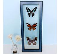 Guoyoocc Vrai Papillon De Taxidermie,Papillon Taxidermie,Insect De Taxidermie,Taxidermy Mounted in Frame,VéRitable Papillon De Taxidermie Monté sous Verre Cadre en Bois Fait à La Main