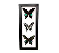 Guoyoocc Vrai Papillon De Taxidermie,Papillon Taxidermie,Insect De Taxidermie,Taxidermy Mounted in Frame,VéRitable Papillon De Taxidermie Monté sous Verre Cadre en Bois Fait à La Main