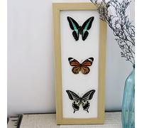 Guoyoocc Vrai Papillon De Taxidermie,Papillon Taxidermie,Insect De Taxidermie,Taxidermy Mounted in Frame,VéRitable Papillon De Taxidermie Monté sous Verre Cadre en Bois Fait à La Main