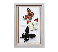 Guoyoocc Vrai Papillon De Taxidermie,SpéCimen De Papillon,Papillon De Taxidermie,Utilisé pour La Saint-Valentin,NoëL,Anniversaire,Mariage,Etc,Cadre Photo SpéCimen Papillon,Vrai Papillon Naturel