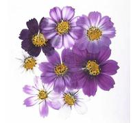 GUOZHAN Lot de 50 Fleurs de Cosmos bipinnata Violettes séchées et pressées (4 à 7 cm) pour Cartes Postales, Bijoux, Marque-Pages, Loisirs créatifs, Accessoires Floraux