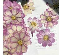 GUOZHAN Lot de 50 Fleurs de Cosmos bipinnata Violettes séchées et pressées (4 à 7 cm) pour Cartes Postales, Bijoux, Marque-Pages, Loisirs créatifs, Accessoires Floraux