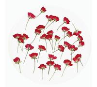 GUOZHAN Lot de 60 Roses séchées pressées pour pendentifs en résine époxy, Fabrication de Bijoux, Accessoires artisanaux