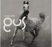 Gus Gus - Arabian Horse