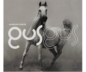 Gus Gus - Arabian Horse