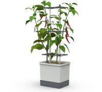 Gusta Garden CHARLY CHILI XL - Gris clair