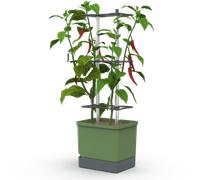 Gusta Garden CHARLY CHILI XL - Vert foncé