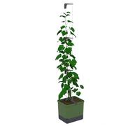 GUSTA GARDEN Curt Cucumber Pot à concombres à arrosage automatique, avec système de treillis, volume de terre de 20 l et réservoir d'eau de 4,5 l, tuteur, concombre, résistant aux UV, fabriqué en UE