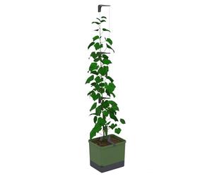 GUSTA GARDEN Curt Cucumber Pot à concombres à arrosage automatique, avec système de treillis, volume de terre de 20 l et réservoir d'eau de 4,5 l, tuteur, concombre, résistant aux UV, fabriqué en UE
