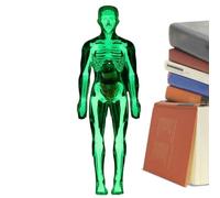 Gvblkq Modèle d'Anatomie du Corps Humain,Figure Anatomique du Squelette Lumineux dans Le Noir | Modèle De Structure du Corps Humain,pour Science Éducation Apprentissage Expériences Garçons Filles Âge