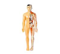Gvvsjgdbis Modèle 3D du corps humain pour enfant Anatomie Squelette DIY Organe Assemblage Éducatif École Biologique Outil d'enseignement