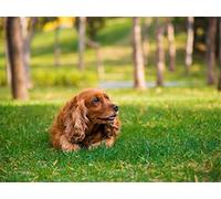 GWYDYB DIY 5D Diamond Painting Kits Cavalier King Charles Spaniel DIY Arts Craft for Home Wall Decor Cadeaux d'anniversaire 40 × 50cm