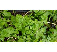 Gynostemma pentaphyllum/Herbe de l'immortalité/Conteneur de 2 à 2.9 litres/Aromatique