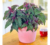 Gynura aurantiaca Purple Passion | Plante velours vive unique | En pot 10-20 cm