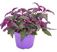 Gynura Purple Passion - feuille de velours - ortie velours - plante violette 12cm