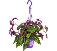 Gynura Purple Passion - feuille de velours - ortie velours - plante violette 14cm supension