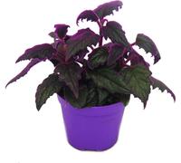 Gynura Purple Passion - feuille de velours - ortie velours - plante violette - 9cm