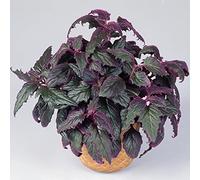 Gynura Purple Passion | Plante velours en pot 10-20 cm | Plante d'intérieur Plante à offrir
