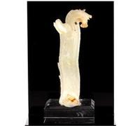 GYPSE - Pierre Naturelle en Provenance du Maroc, Bou Beker - Roche Cristalline Formée de Sulfate de Calcium, Propriétés de Purification et de Protection 511.5 ct - Certificat d'Authenticité Inclus 92 