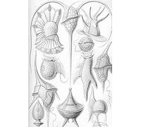 Haeckel Scientific Biological Art Notebook: Vintage Science Illustrations N°15 From "Kunstformen Der Nature" / "Art Forms In Nature"; Composition Jour