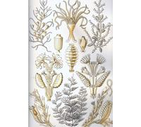 Haeckel Scientific Biological Art Notebook: Vintage Science Illustrations N°25 From "Kunstformen Der Nature" / "Art Forms In Nature"; Composition Jour