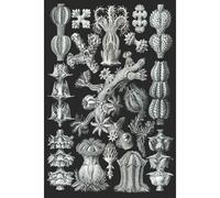 Haeckel Scientific Biological Art Notebook: Vintage Science Illustrations N°39 From "Kunstformen Der Nature" / "Art Forms In Nature"; Composition Jour