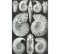 Haeckel Scientific Biological Art Notebook: Vintage Science Illustrations N°44 From "Kunstformen Der Nature" / "Art Forms In Nature"; Composition Jour