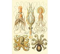 Haeckel scientific biological art notebook: Vintage Science Illustrations N°54 from "Kunstformen der Nature" / "Art forms in nature" ; composition journal with 120 pages of blank graph paper