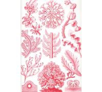 Haeckel Scientific Biological Art Notebook: Vintage Science Illustrations N°65 From "Kunstformen Der Nature" / "Art Forms In Nature"; Composition Jour