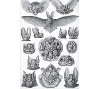 Haeckel Scientific Biological Art Notebook: Vintage Science Illustrations N°67 From "Kunstformen Der Nature" / "Art Forms In Nature"; Composition Jour