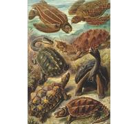 Haeckel Scientific Biological Art Notebook: Vintage Science Illustrations N°89 From "Kunstformen Der Nature" / "Art Forms In Nature"; Composition Jour