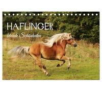 Haflinger - blonde Schönheiten (Tischkalender 2027 DIN A5 quer), CALVENDO Monatskalender: Ein Bildkalender von Alexandra Schäfer