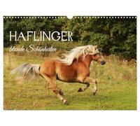 Haflinger - blonde Schönheiten (Wandkalender 2027 DIN A3 quer), CALVENDO Monatskalender: Ein Bildkalender von Alexandra Schäfer