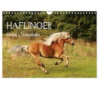 Haflinger - blonde Schönheiten (Wandkalender 2027 DIN A4 quer), CALVENDO Monatskalender: Ein Bildkalender von Alexandra Schäfer