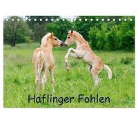 Haflinger Fohlen (Tischkalender 2026 DIN A5 quer), CALVENDO Monatskalender: Lebensfreude pur, Fohlen der Haflngerpferde zum Knuddeln